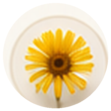 Arnica