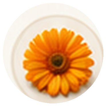 Calendula