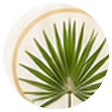 Palm Christi